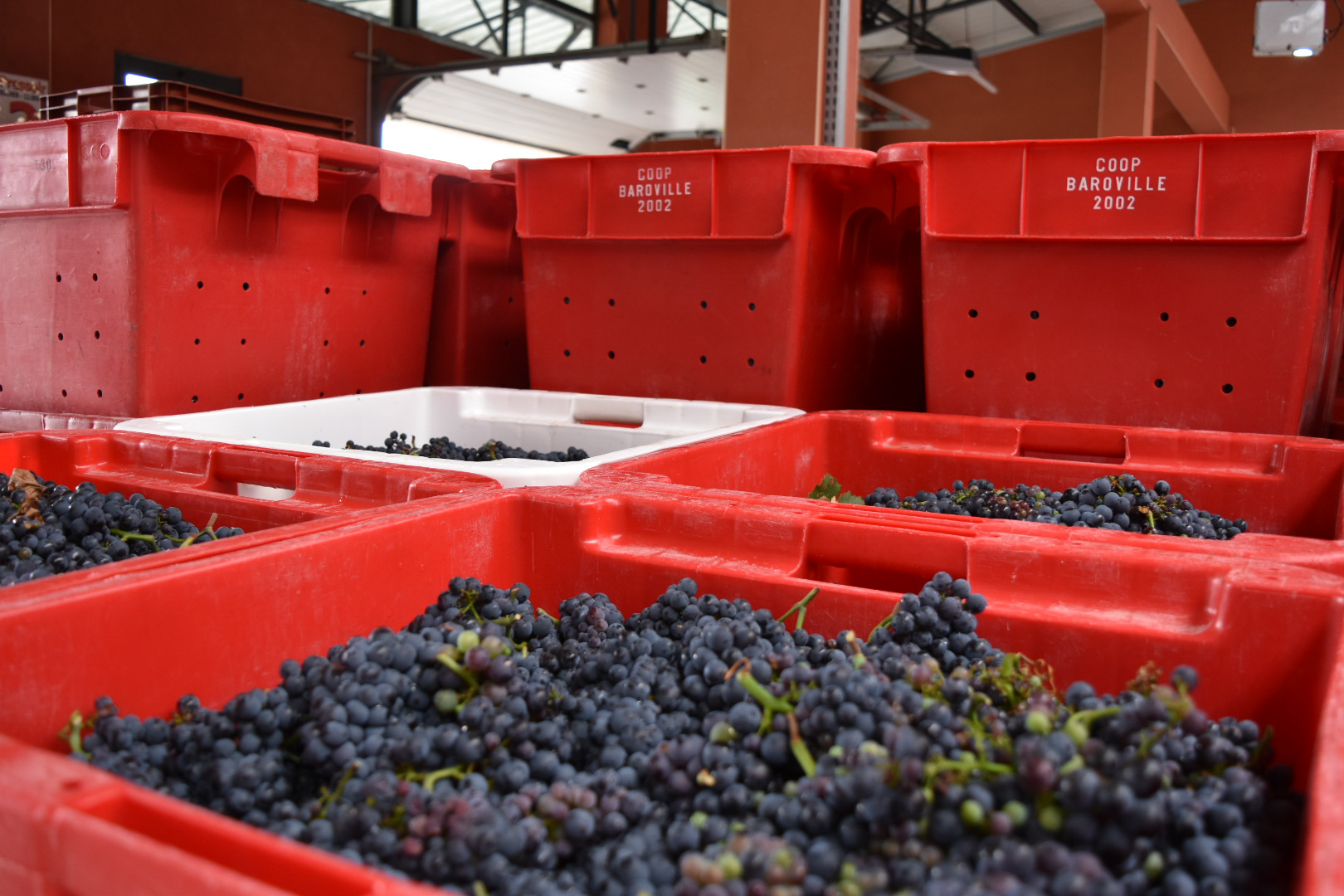 Vendanges historiques pour le millésime 2026